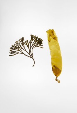 Ivan Caster | Photographer